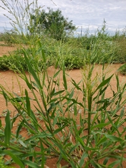 Panicum hirticaule