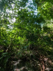 Chamaedorea tepejilote