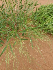 Panicum hirticaule