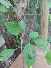 Cordia alba
