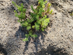 Portulaca californica
