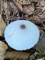 Leucocoprinus brebissonii