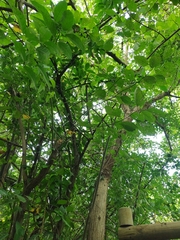 Cordia alba
