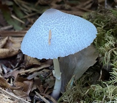 Leucocoprinus brebissonii
