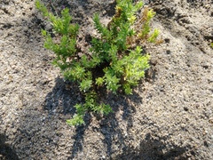 Portulaca californica