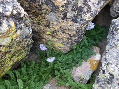 Polemonium confertum