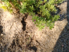 Portulaca californica