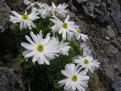 Ranunculus buchananii