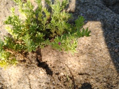 Portulaca californica