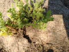 Portulaca californica