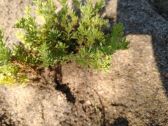 Portulaca californica