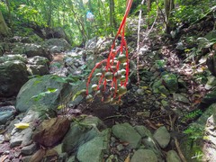 Chamaedorea tepejilote