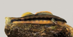 Percina aurantiaca