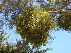 Phoradendron quadrangulare