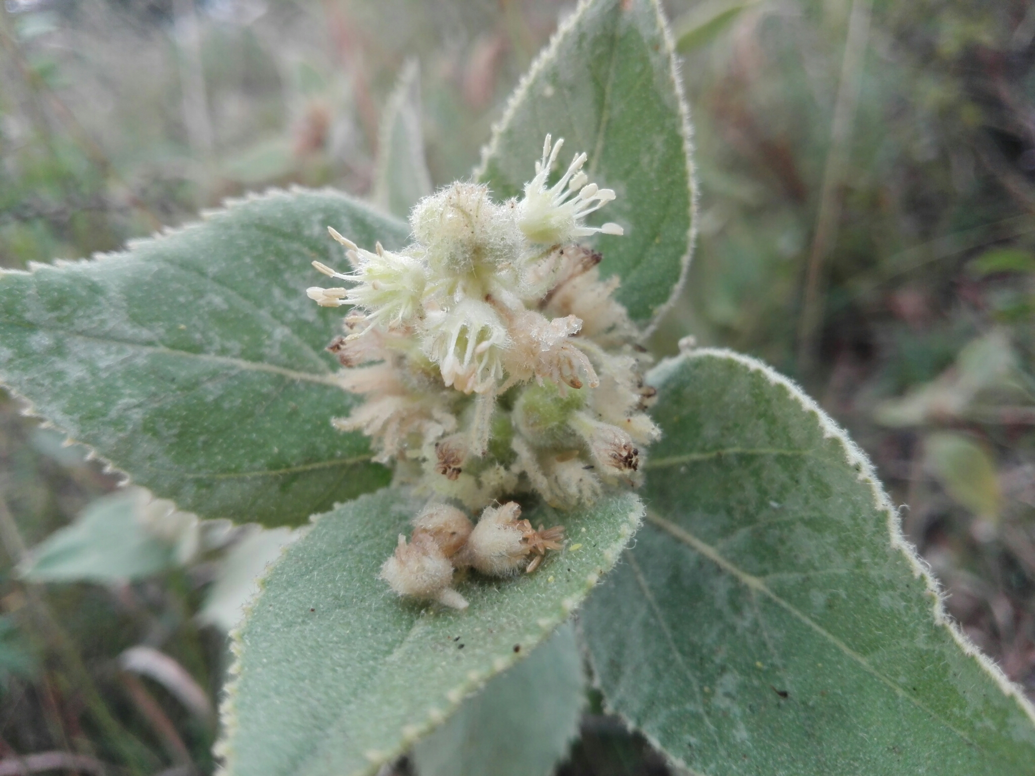 Croton subpannosus