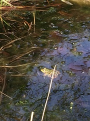 Pelophylax