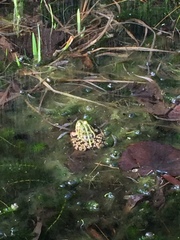 Pelophylax