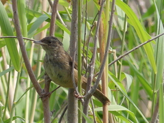 Cistothorus palustris