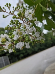 Lagerstroemia subcostata