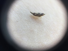 Cicadellidae