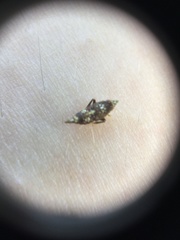 Cicadellidae