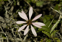 Mutisia spinosa