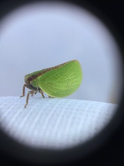 Acanalonia bivittata