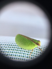 Acanalonia bivittata