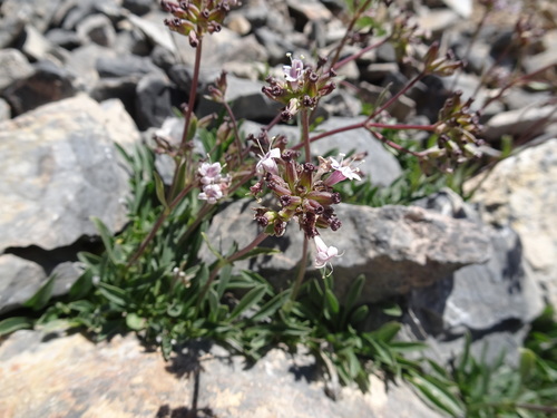 Image of Valeriana saliunca by (c) Thomas Koffel, some rights reserved (CC BY)