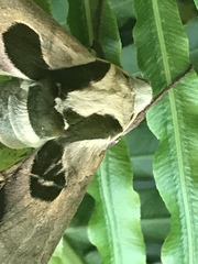 Adhemarius blanchardorum