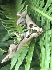 Adhemarius blanchardorum