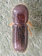 Xyleborinus saxesenii
