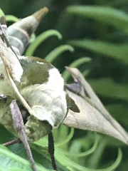 Adhemarius blanchardorum