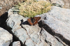 Euphydryas editha