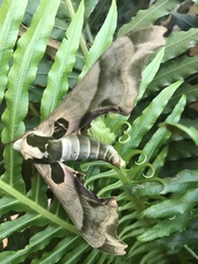 Adhemarius blanchardorum