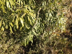 Buddleja stachyoides