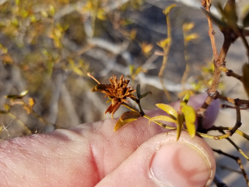 Creosote Cone Gall Midge