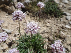 Valeriana montana