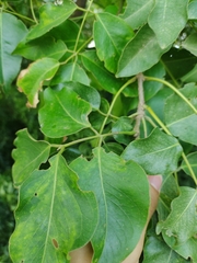 Platymiscium pinnatum