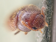 Typhaea stercorea