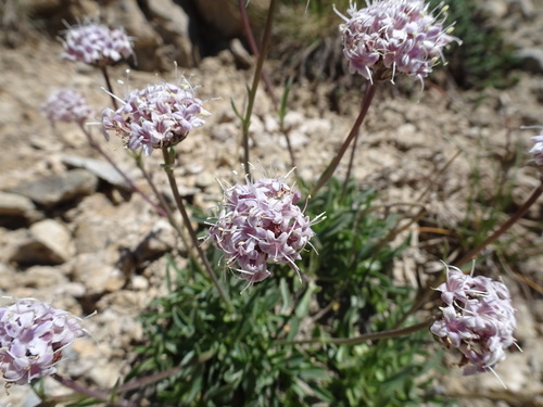 Image of Valeriana saliunca by (c) Thomas Koffel, some rights reserved (CC BY)