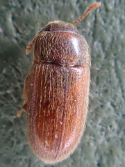 Typhaea stercorea
