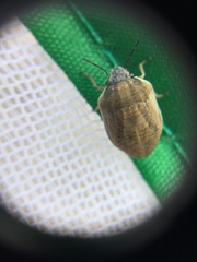 Scutelleridae