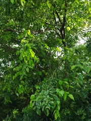 Platymiscium pinnatum