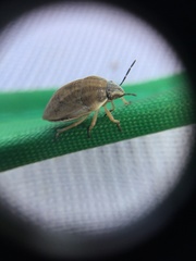 Scutelleridae
