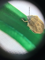 Scutelleridae