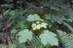 Acer pseudoplatanus
