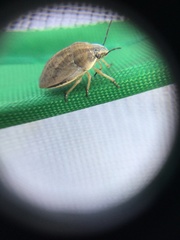 Scutelleridae