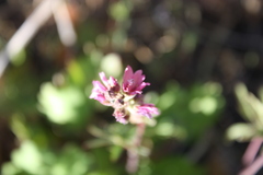 Sidalcea oregana