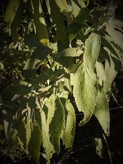 Buddleja stachyoides